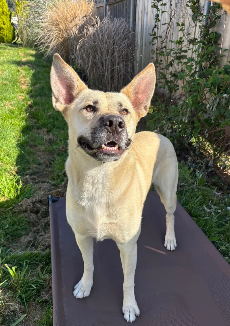 A young medium-sized male Shepherd dog named Monroe for adoption in santa monica, CA