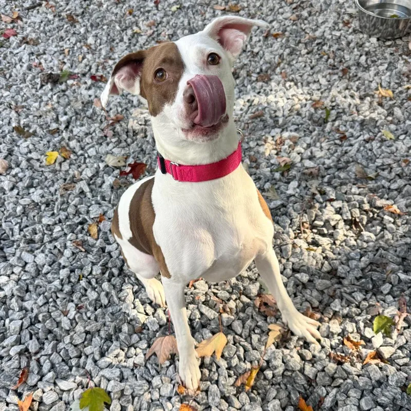 An adult medium-sized female Mixed Breed dog named Goose for adoption in Hendersonville, NC