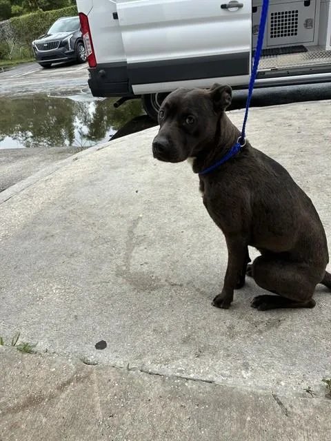 A young medium-sized female Terrier dog named Tessa for adoption in Miami, FL