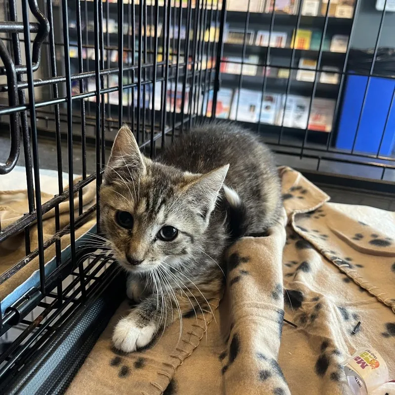 A baby small-sized female Tortoiseshell Domestic Short Hair cat named Addie for adoption in Pasadena , MD