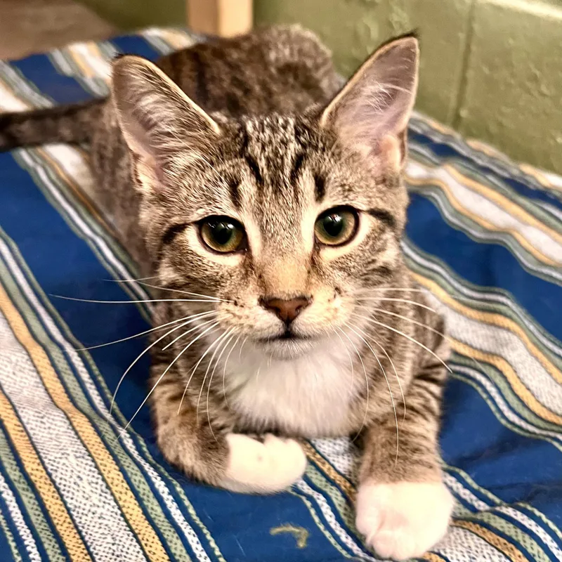 A baby small-sized female Tabby (Brown / Chocolate) Domestic Short Hair cat named Lotus for adoption in Rochester, MN