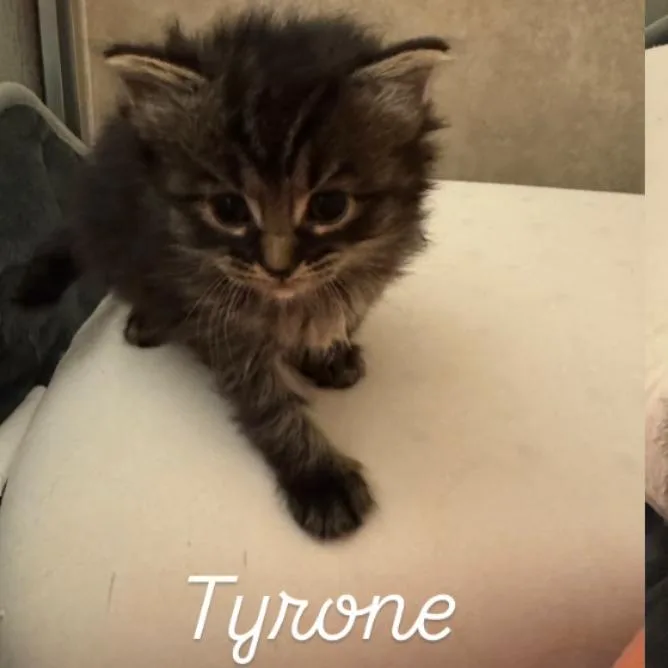 A baby small-sized male Brown / Chocolate Domestic Short Hair cat named Tyrone for adoption in Bel Air, MD