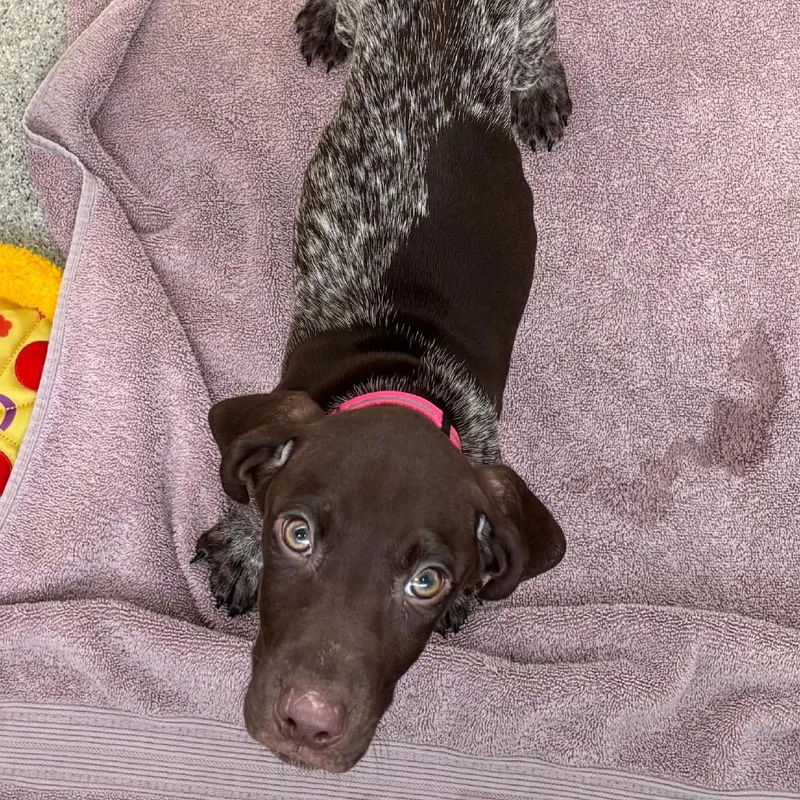 A baby small-sized male Brown / Chocolate German Shorthaired Pointer dog named Bonzai for adoption in Naperville, IL