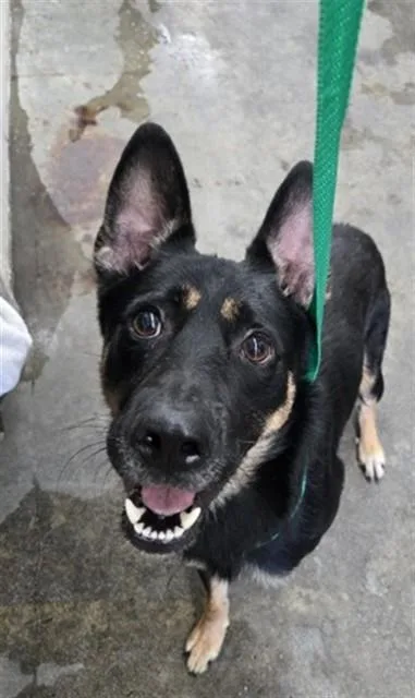 A young large-sized male German Shepherd Dog dog named Leo for adoption in San Bernardino, CA