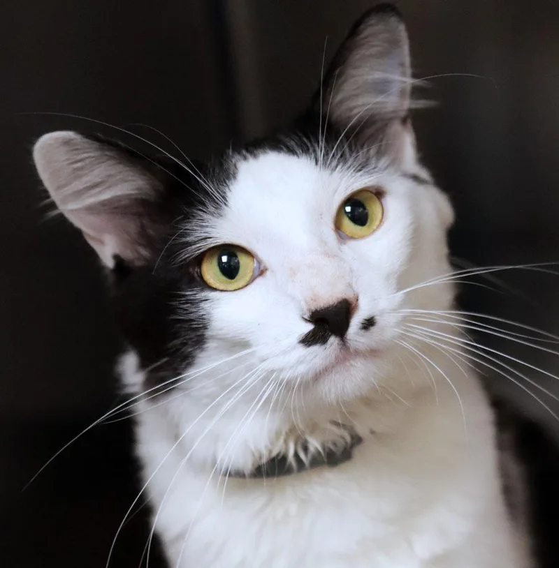 A young medium-sized male Black & White / Tuxedo Domestic Medium Hair cat named Aries for adoption in Kansas City, KS