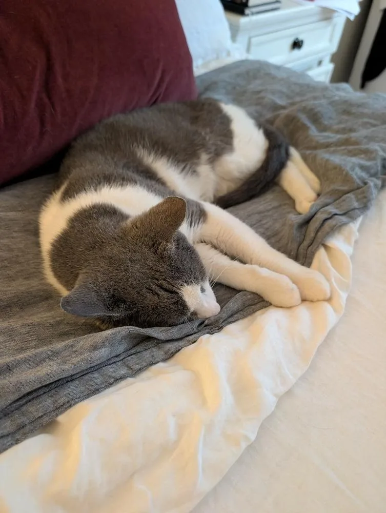 An adult medium-sized male Gray & White Domestic Short Hair cat named Horatio for adoption in Chicago, IL