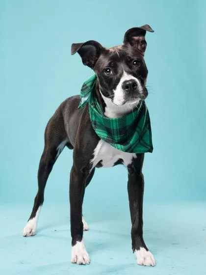 A young small-sized male Mixed Breed dog named Chris Kratt for adoption in Atlanta, GA
