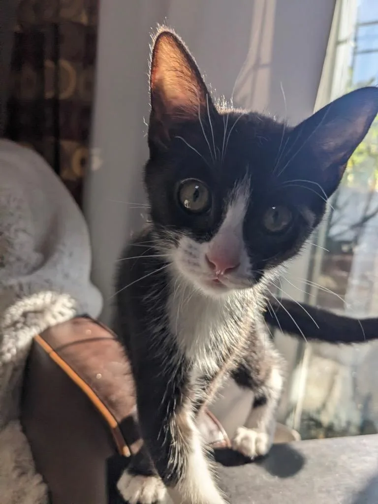 A baby medium-sized female Domestic Short Hair cat named Trevven for adoption in Fort Lupton, CO