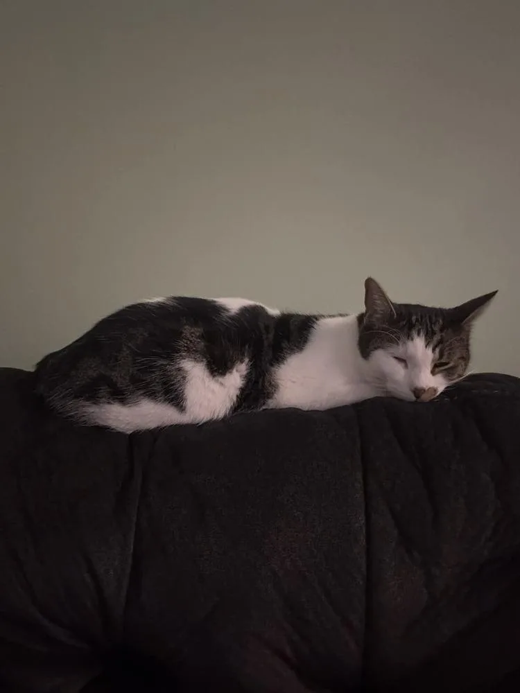 Toast Malone thumbnail 6