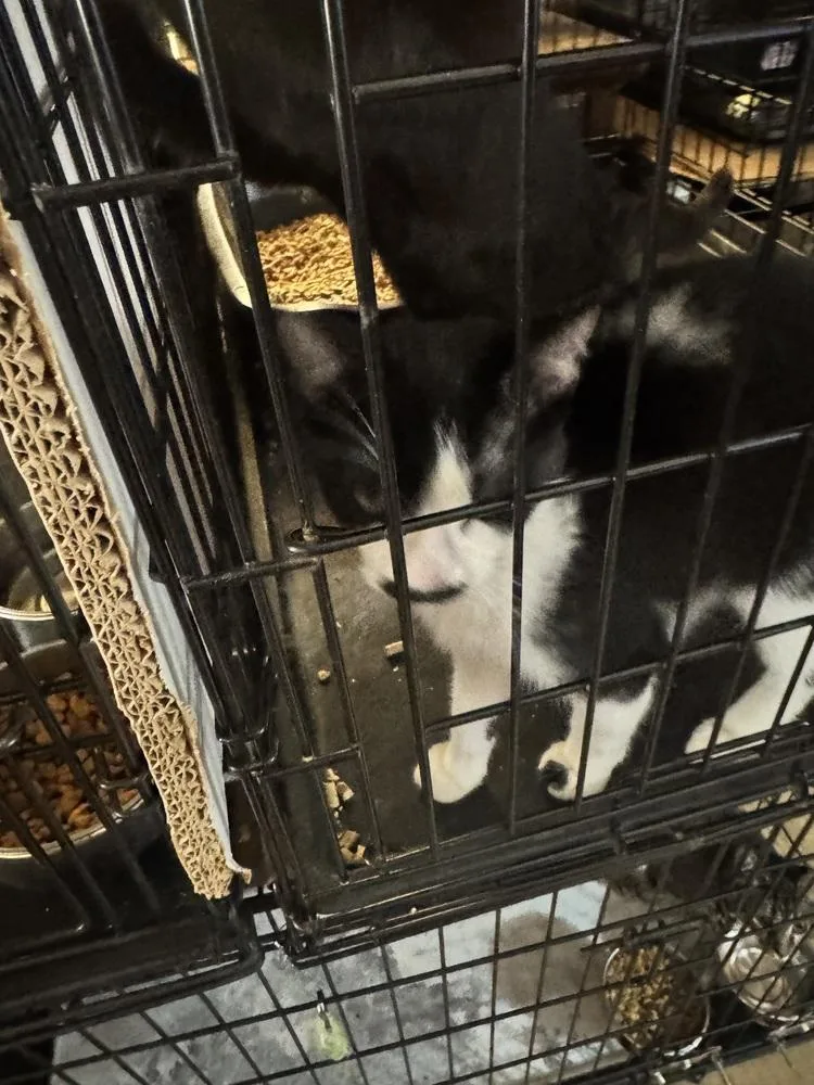 A baby small-sized female Domestic Short Hair cat named Martini for adoption in Plumerville, AR