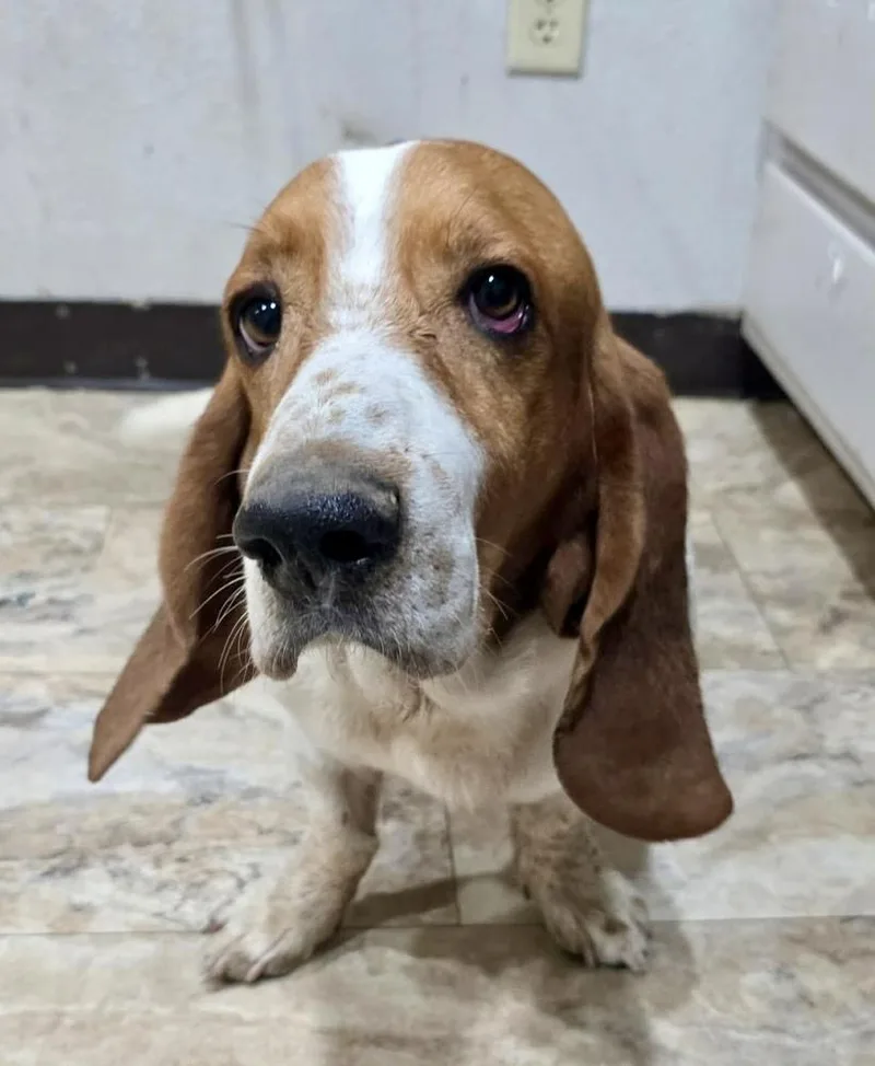Bruno