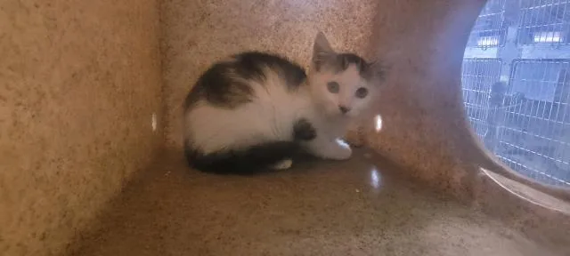 A baby small-sized male Domestic Short Hair cat named Scooter for adoption in Los Angeles, CA