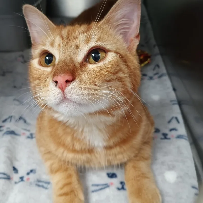 A young medium-sized male Orange / Red Domestic Short Hair cat named Cheezit for adoption in Valley, AL