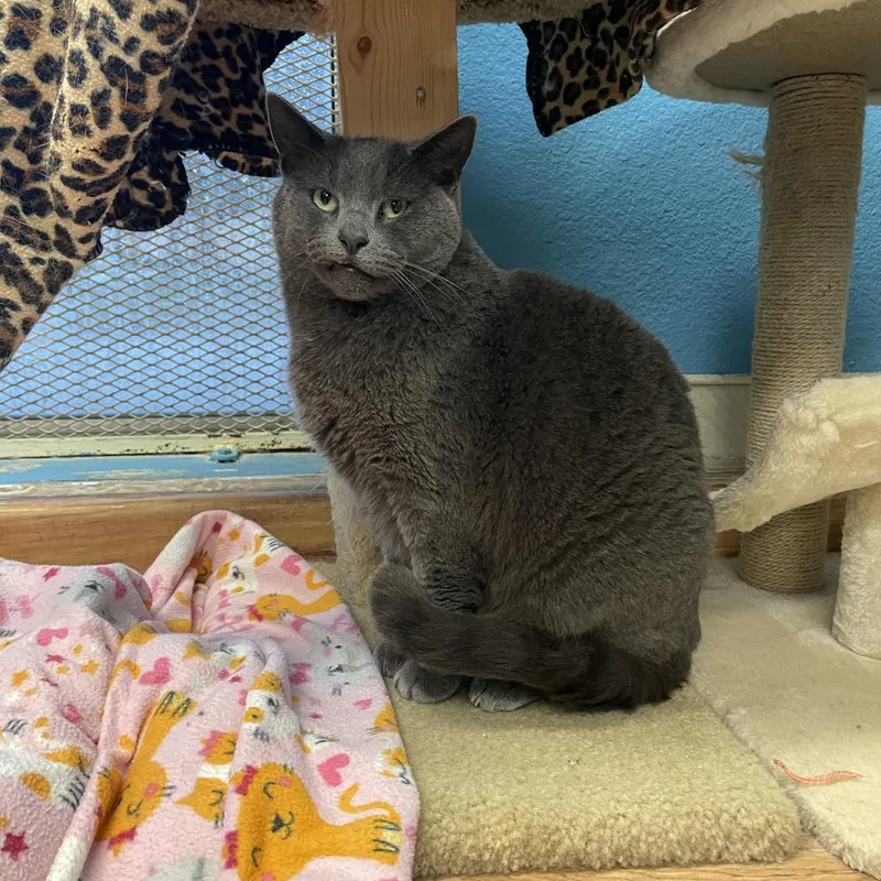 A senior medium-sized female Gray / Blue / Silver Domestic Short Hair cat named Adalynn for adoption in Mountain Center, CA