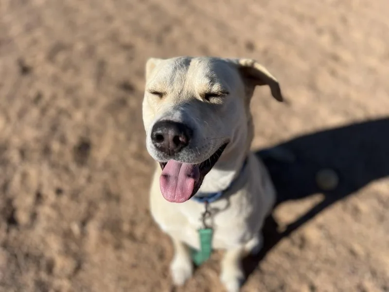 An adult large-sized male Labrador Retriever dog named Butch for adoption in Mountainair, NM