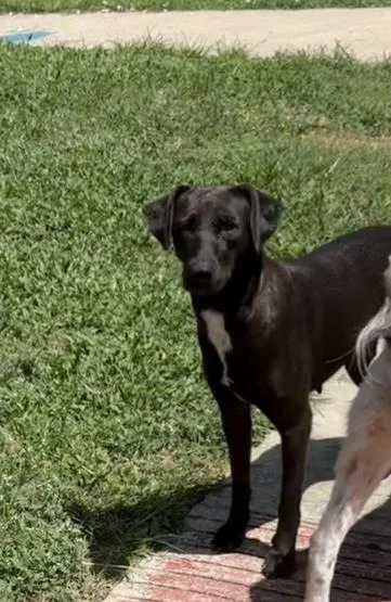 A young medium-sized female Labrador Retriever dog named Tina for adoption in San Antonio, TX