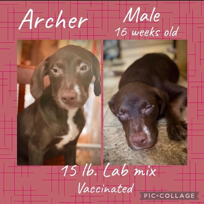 A baby small-sized male Brown / Chocolate Mixed Breed dog named Archer for adoption in Rockville, MD