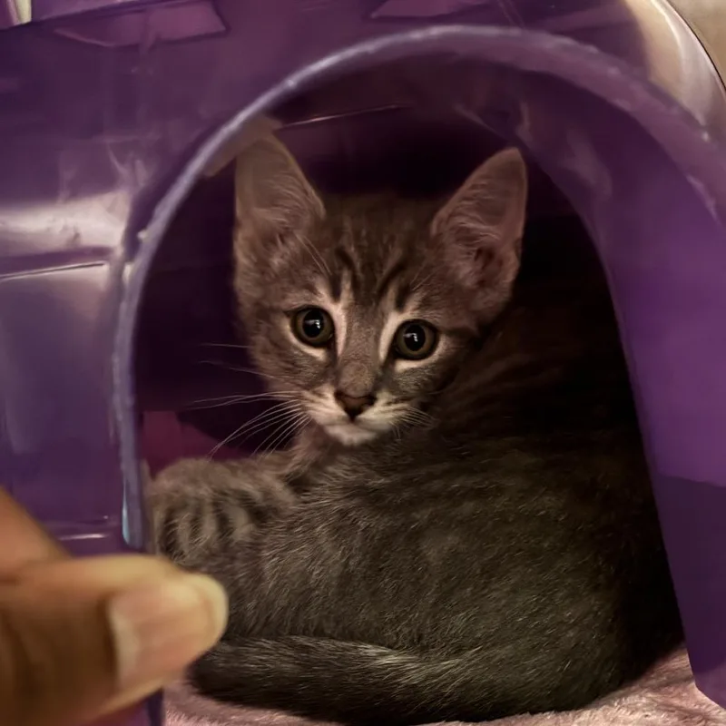 A baby small-sized male Gray / Blue / Silver Domestic Short Hair cat named Poe for adoption in Bel Air, MD