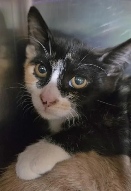 A young small-sized female Domestic Short Hair cat named Anastasia for adoption in Phoenix, AZ