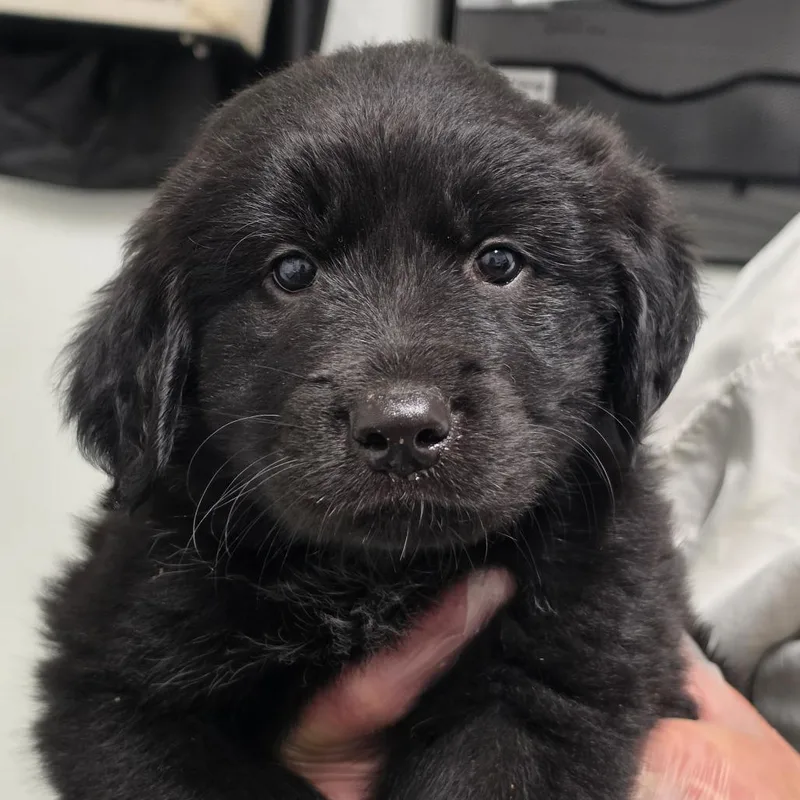 A baby small-sized male Black Mixed Breed dog named Brambleberry Crisp for adoption in Troy, IL