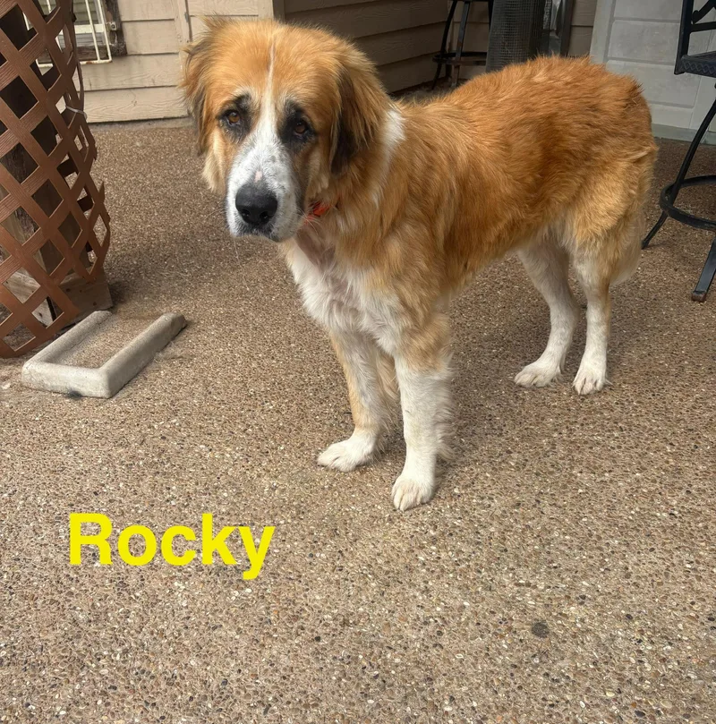 An adult extra large-sized male Tricolor (Brown, Black, & White) Saint Bernard dog named Rocky for adoption in McKinney, TX
