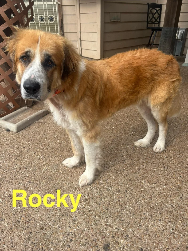 Rocky thumbnail 3