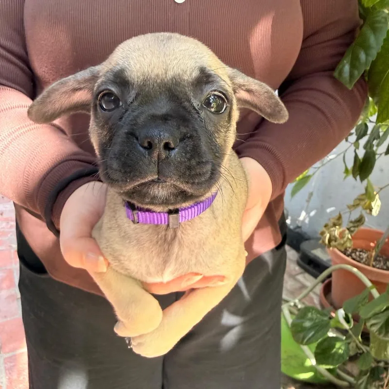 A baby small-sized female Gray / Blue / Silver Chihuahua dog named Kanga for adoption in North Hollywood, CA