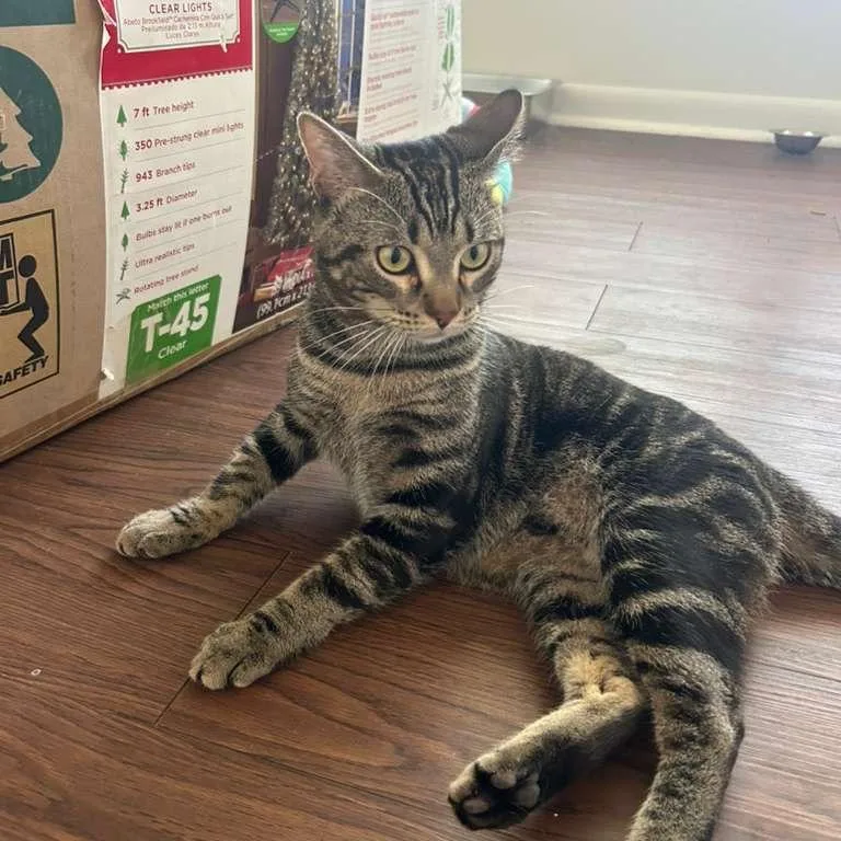 An adult large-sized male Brown / Chocolate Domestic Short Hair cat named Scooter for adoption in New Fairfield, CT