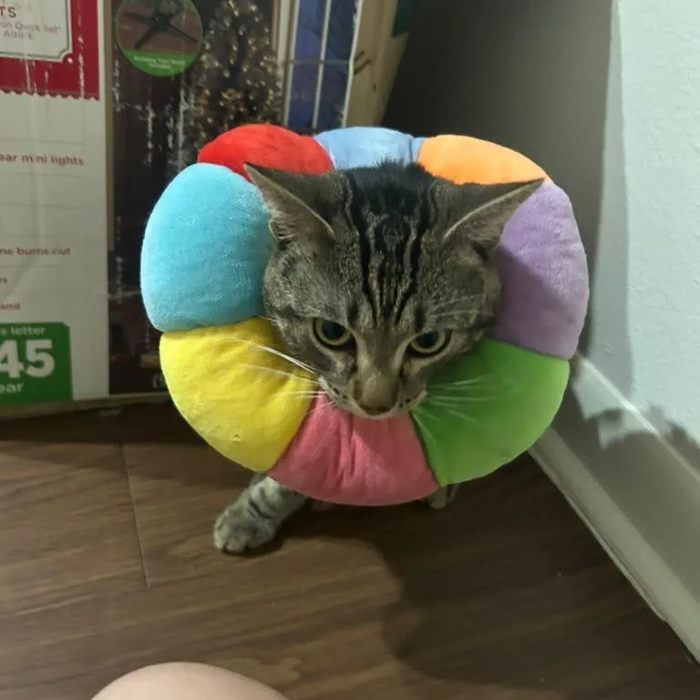 Scooter thumbnail 3