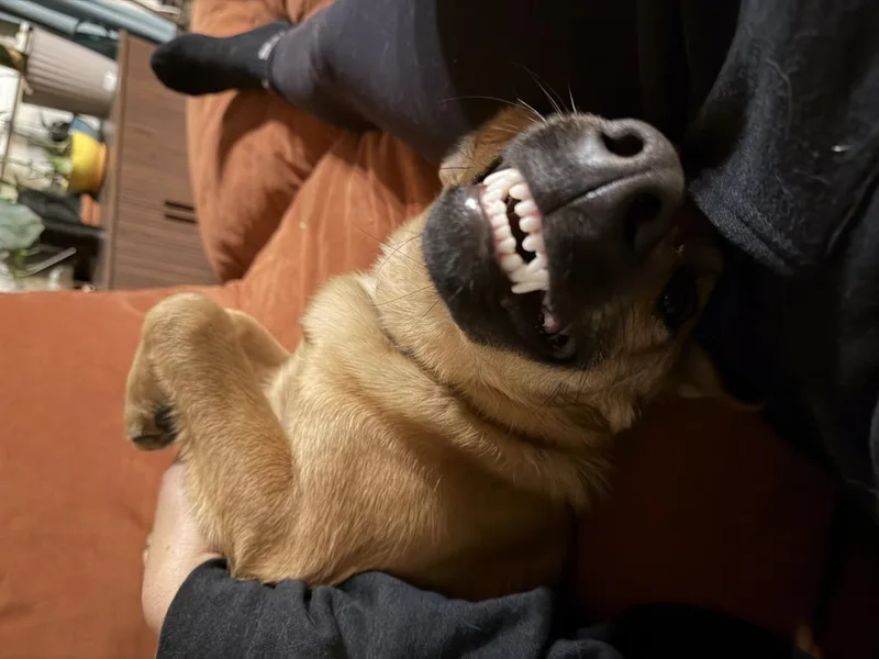A young medium-sized male Belgian Shepherd / Malinois dog named Costello for adoption in Stagecoach, NV