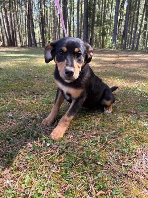 A baby medium-sized female Cane Corso dog named Rainbow for adoption in Warrenton, NC