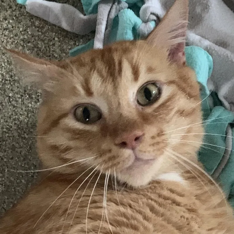 An adult extra large-sized male Orange / Red Domestic Short Hair cat named Schroeder for adoption in Chicago, IL
