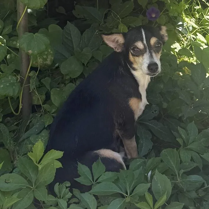 An adult small-sized female Chihuahua dog named Callie for adoption in Brooklyn, NY