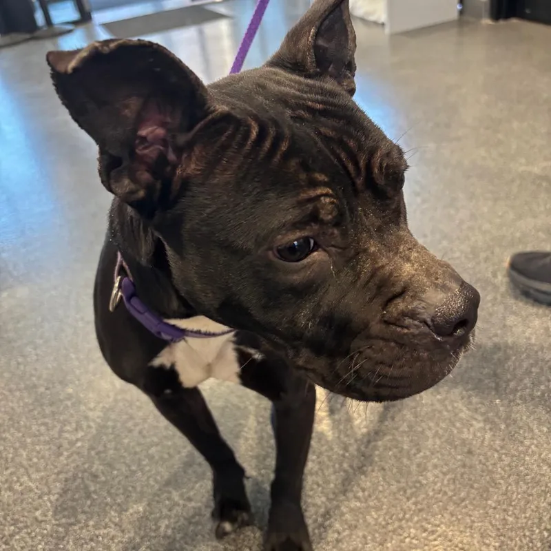 An adult medium-sized female Black Mixed Breed dog named Lvhstray for adoption in Allentown, PA