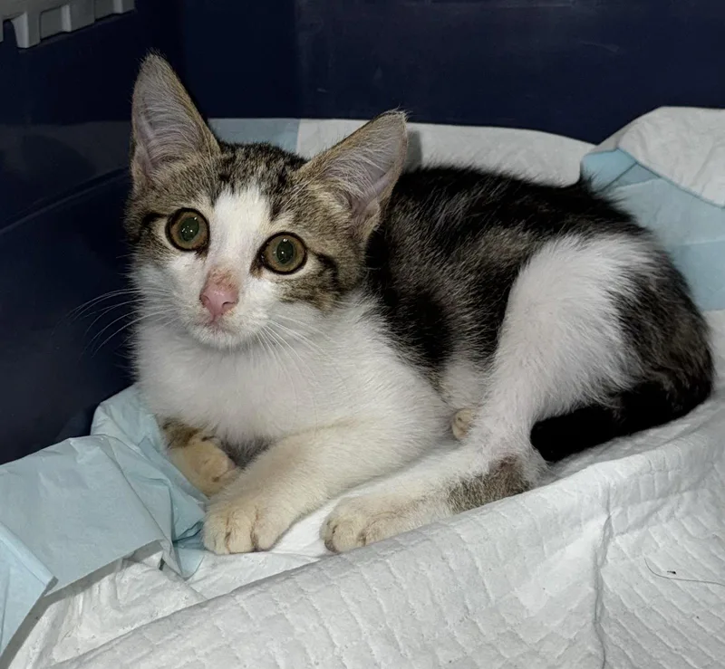 A baby medium-sized male Domestic Short Hair cat named Kailua for adoption in Buford, GA