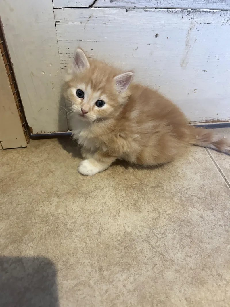 A baby medium-sized male Orange & White Domestic Long Hair cat named Sunny for adoption in Bradenton, FL
