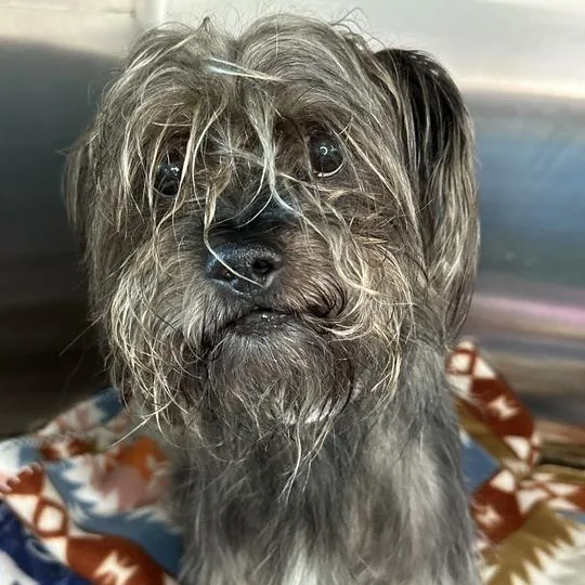 An adult small-sized male Gray / Blue / Silver Mixed Breed dog named Amos for adoption in Matteson, IL