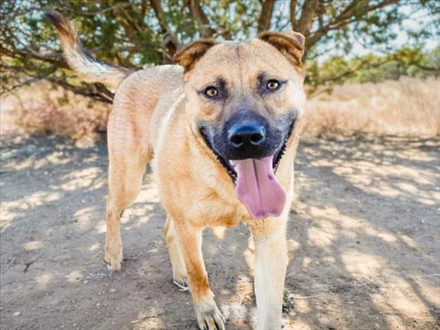 A young medium-sized male Mixed Breed dog named Niles for adoption in Santa Fe, NM