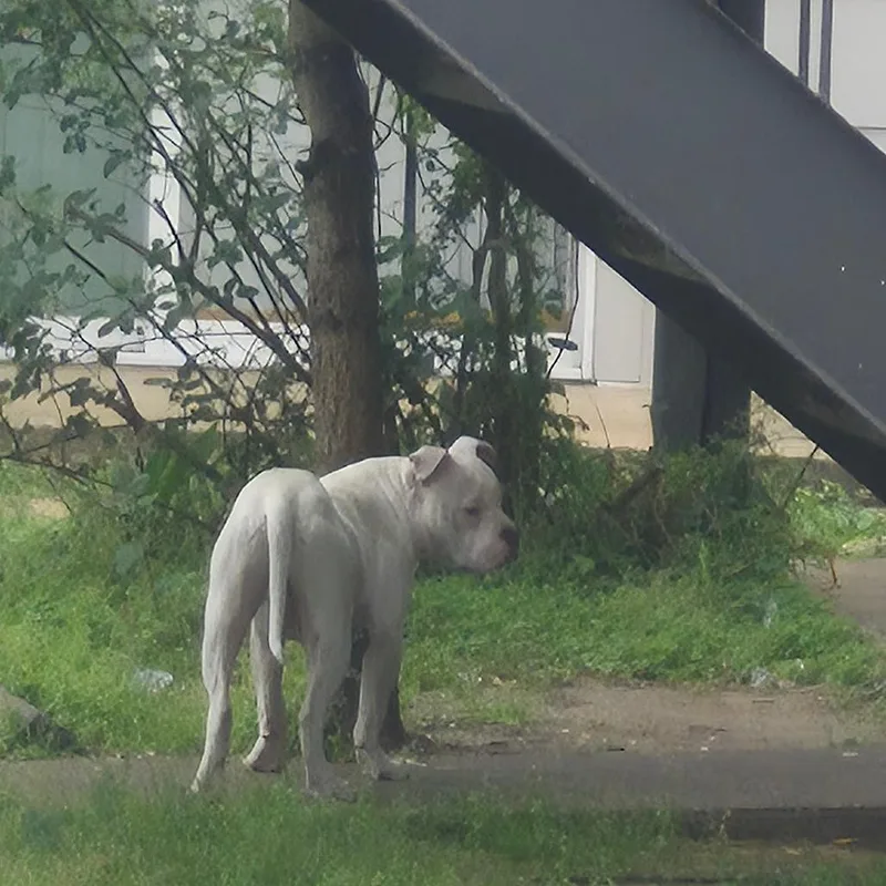 A young medium-sized male White / Cream Pit Bull Terrier dog named Governor for adoption in Montgomery, AL