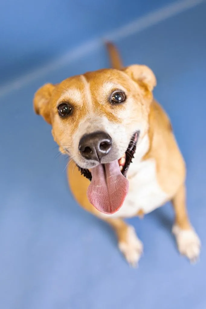 An adult medium-sized female Pit Bull Terrier dog named Mocha Cappuccino for adoption in Clarksville, TN