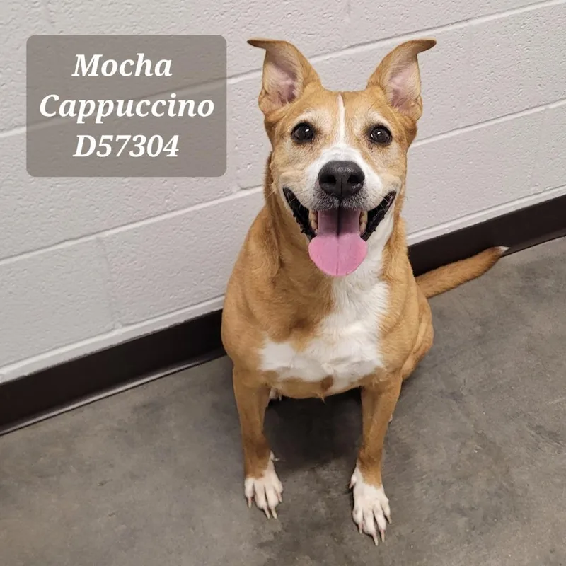 Mocha Cappuccino thumbnail 4