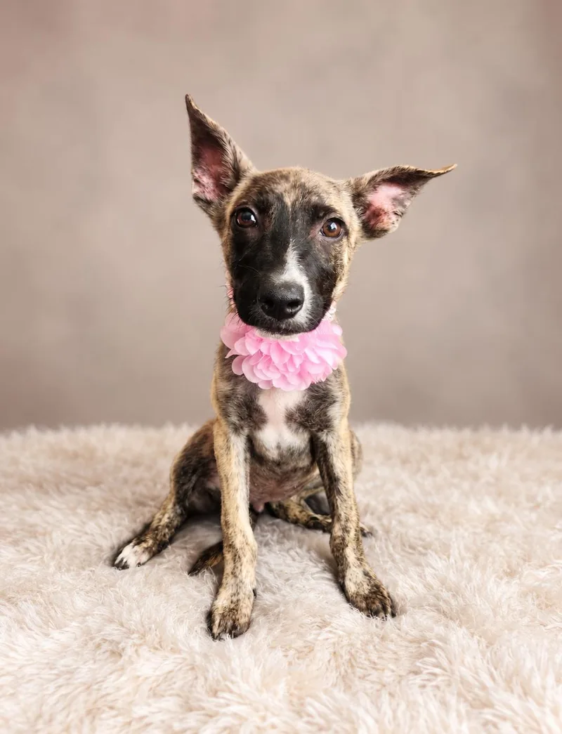 A baby medium-sized female Brindle Dutch Shepherd dog named Parton My Sass for adoption in Menifee, CA