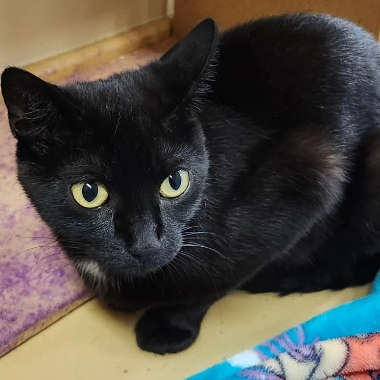 An adult medium-sized female Black Domestic Short Hair cat named Home Run for adoption in Matteson, IL