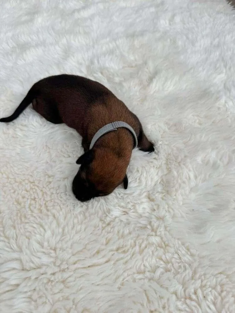 New Light Litter Eclipse thumbnail 3