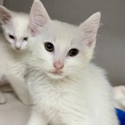 A baby small-sized male White Domestic Short Hair cat named Knox for adoption in Atlanta, GA
