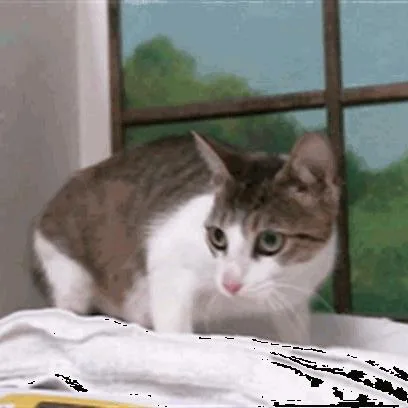 A young medium-sized female Brown / Chocolate Domestic Short Hair cat named Fiona for adoption in Houston, TX