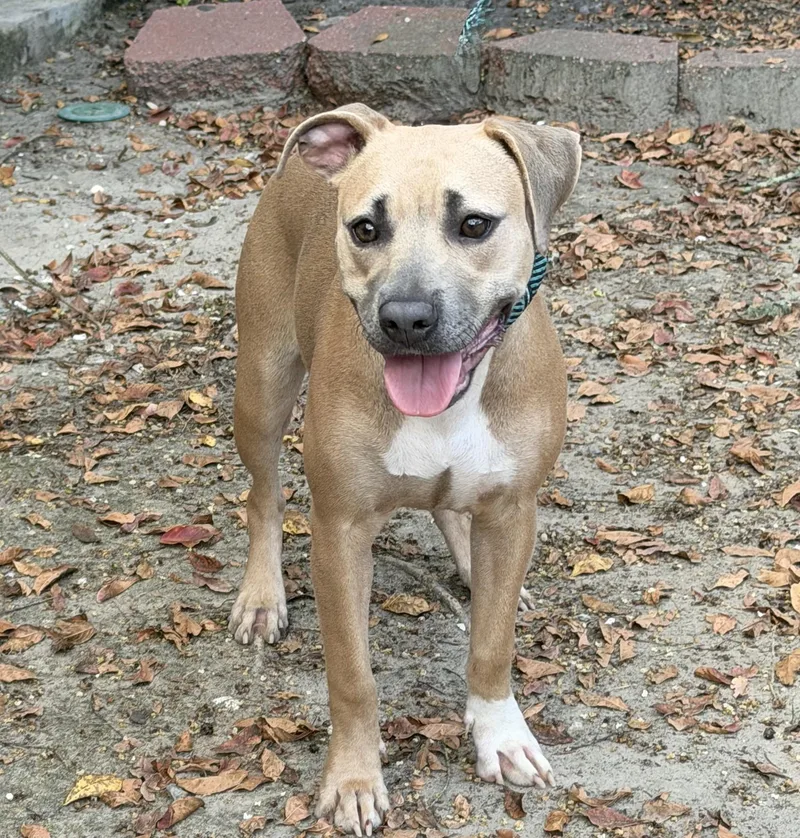 A young medium-sized male Terrier dog named Pretzel for adoption in Slidell, LA