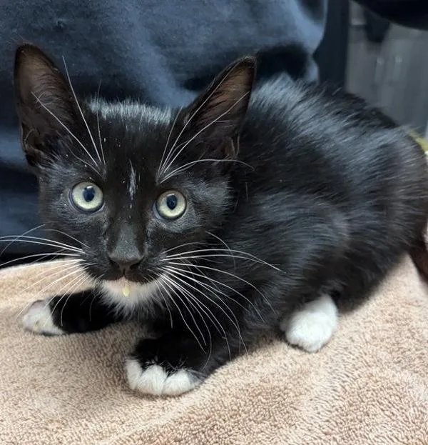 A baby small-sized male Domestic Short Hair cat named Newspaper for adoption in Escondido, CA