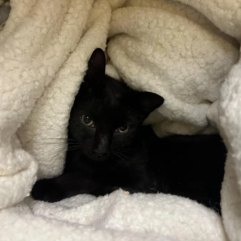 A young medium-sized female Black Domestic Short Hair cat named Hocus for adoption in Red House, WV