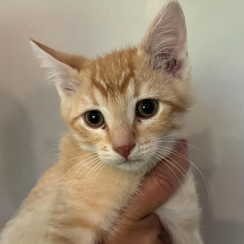 A baby small-sized male Orange / Red Domestic Short Hair cat named Red Roger for adoption in Grantsville, UT